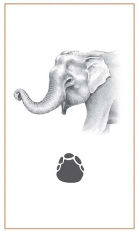 Elephant drawings - Bushprints Jewellery