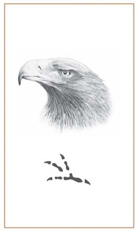 Wedgetail Eagle & Claw sketch-Bushprints