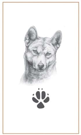 Dingo drawings by Bushprints Jewellery