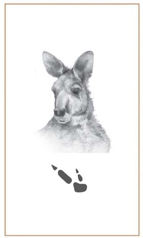 Kangaroo drawing and print - Bushprints