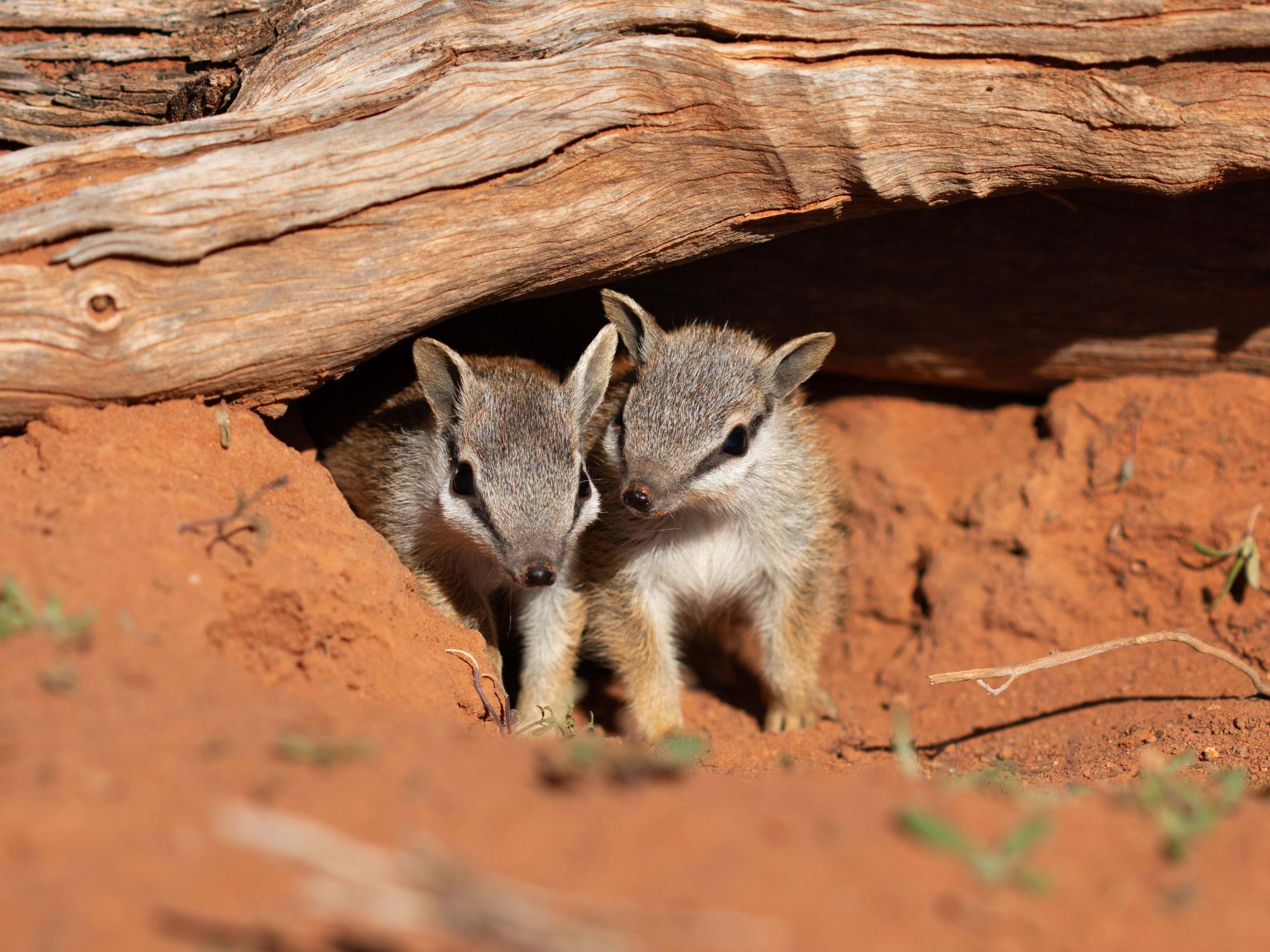 numbat joeys found in conservation parks