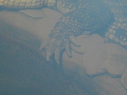 crocodile foot underwater