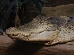 crocodile