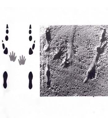 Wildlife jewellery inspiration - Bettong