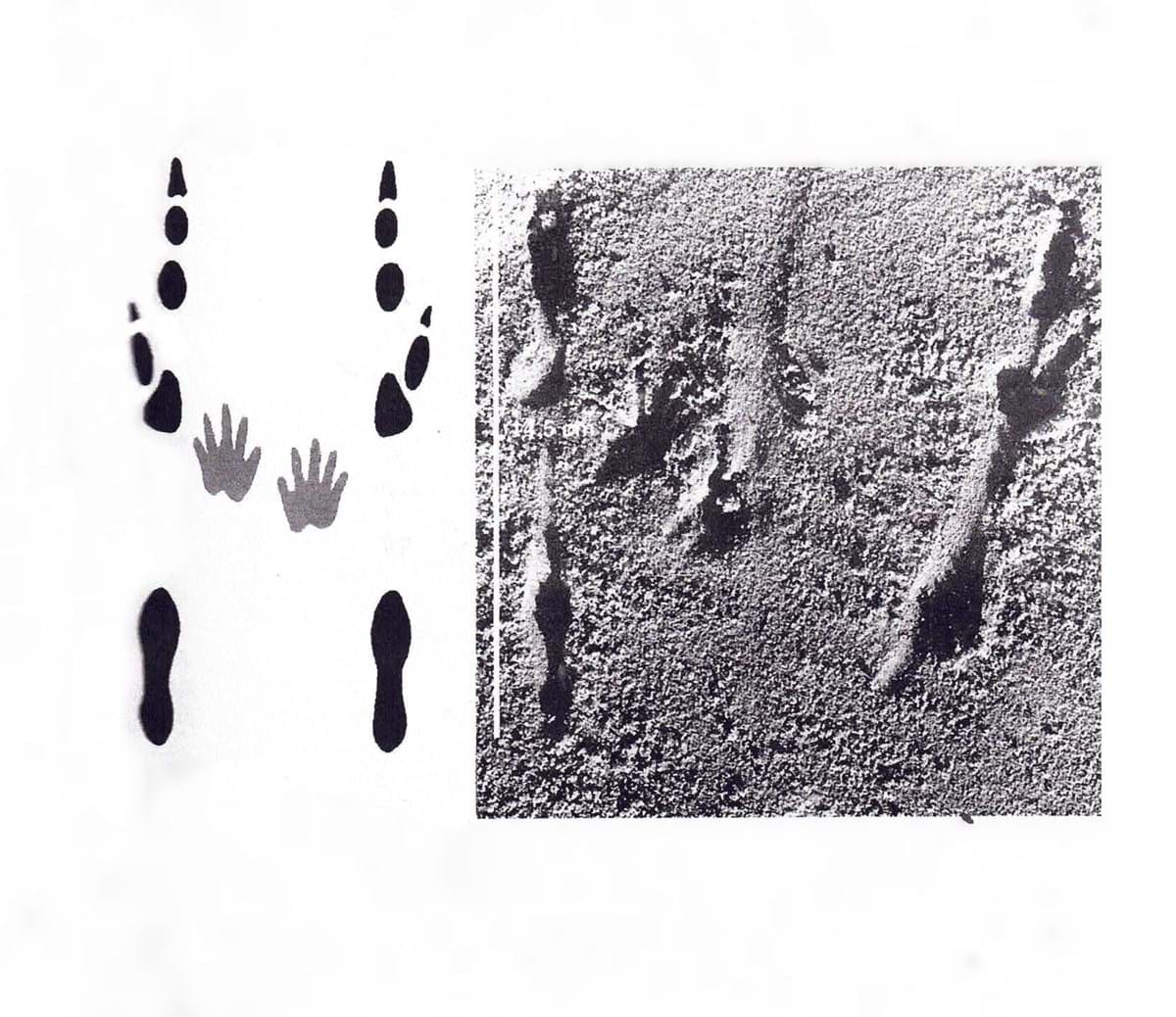 Bettong tracks inspiring wildlife jewellery