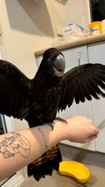 glossy black cockatoo|wildlife animals