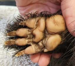 Wildlife footprint for jewellery design