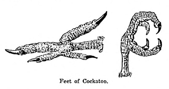 feet of cockatoo