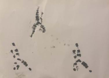 cockatoo footprint - wildlife memento