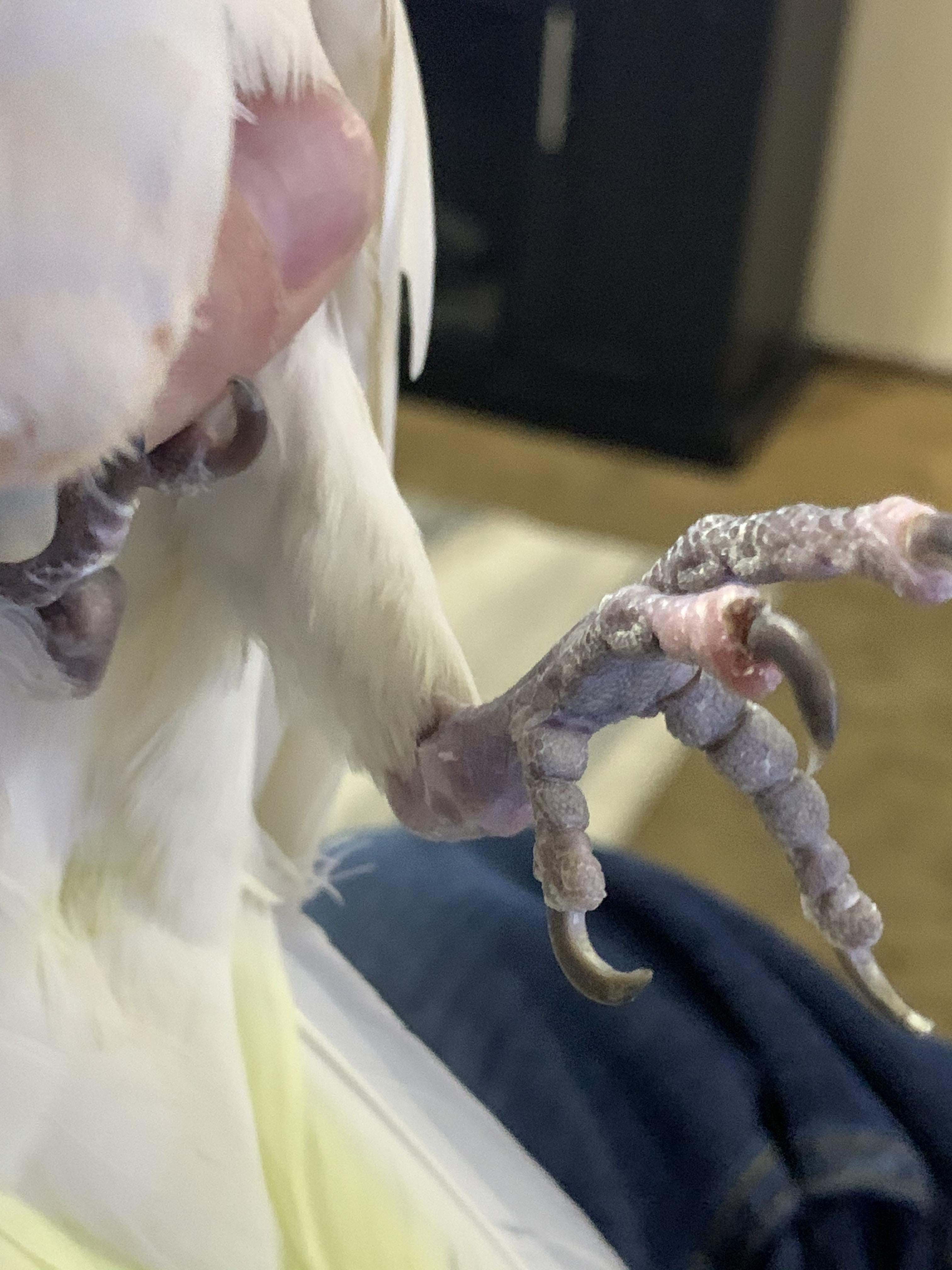 footprint of cockatoo