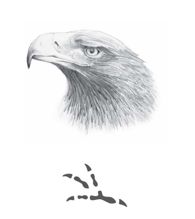 wedgetail eagle claw print