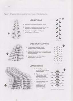sea turtle tracks