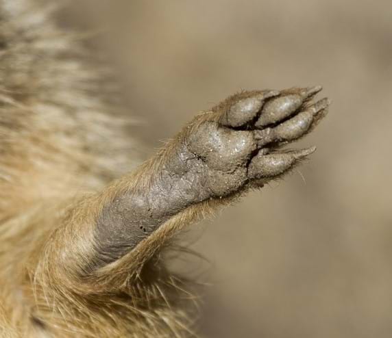 meerkat foot