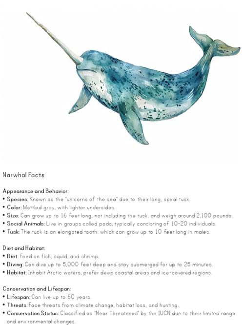 Narwhal with its spiral tusk