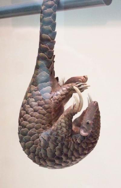 threatened wildlife - pangolin
