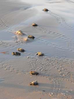 baby sea turtles - hatchlings on the beach