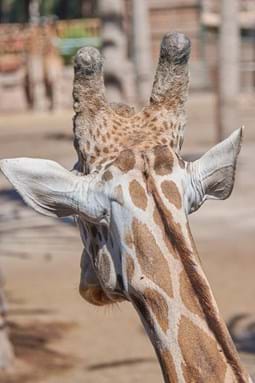 world giraffe day image