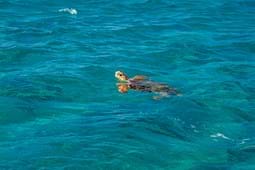 sea turtle swimming