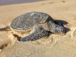 sea turtle readying to lay eggs