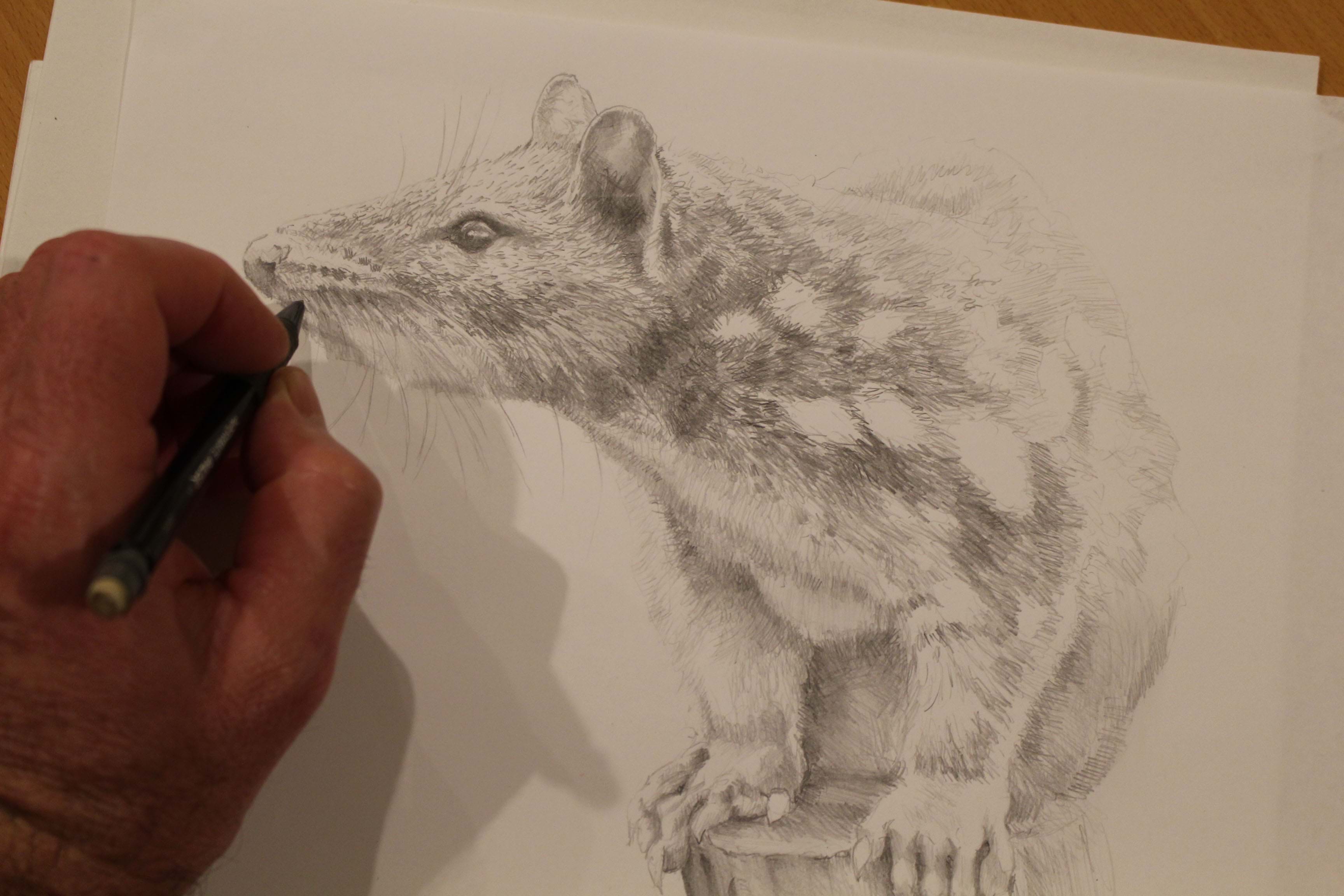 Spotted Tail Quoll|Wildlife print jewellery