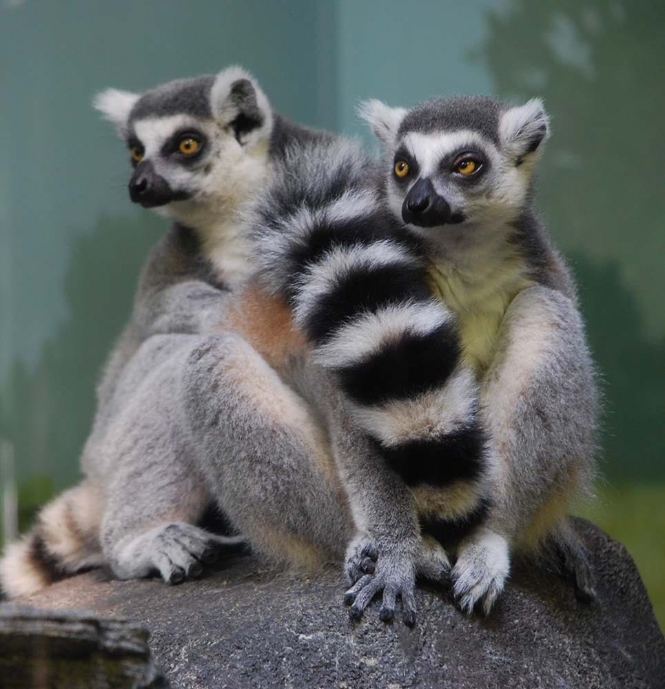 ring tailed lemurs