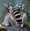 ring tailed lemurs