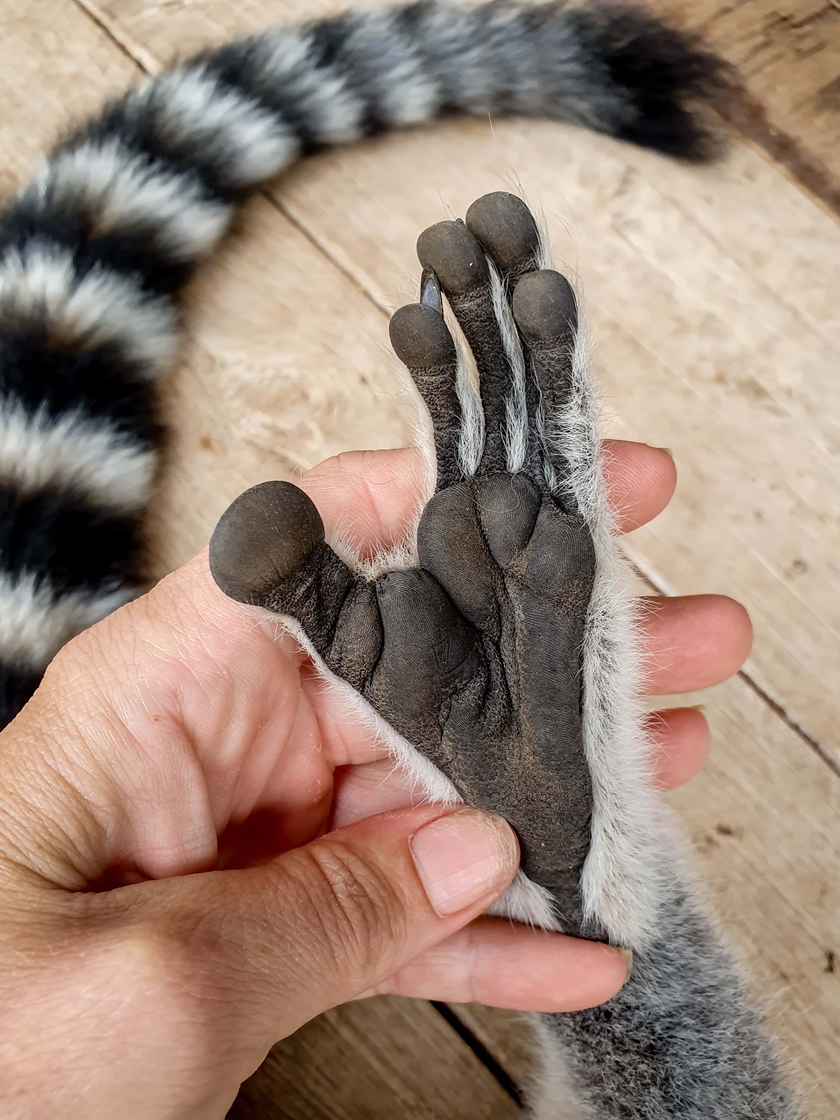 Ring Tailed Lemur foot print