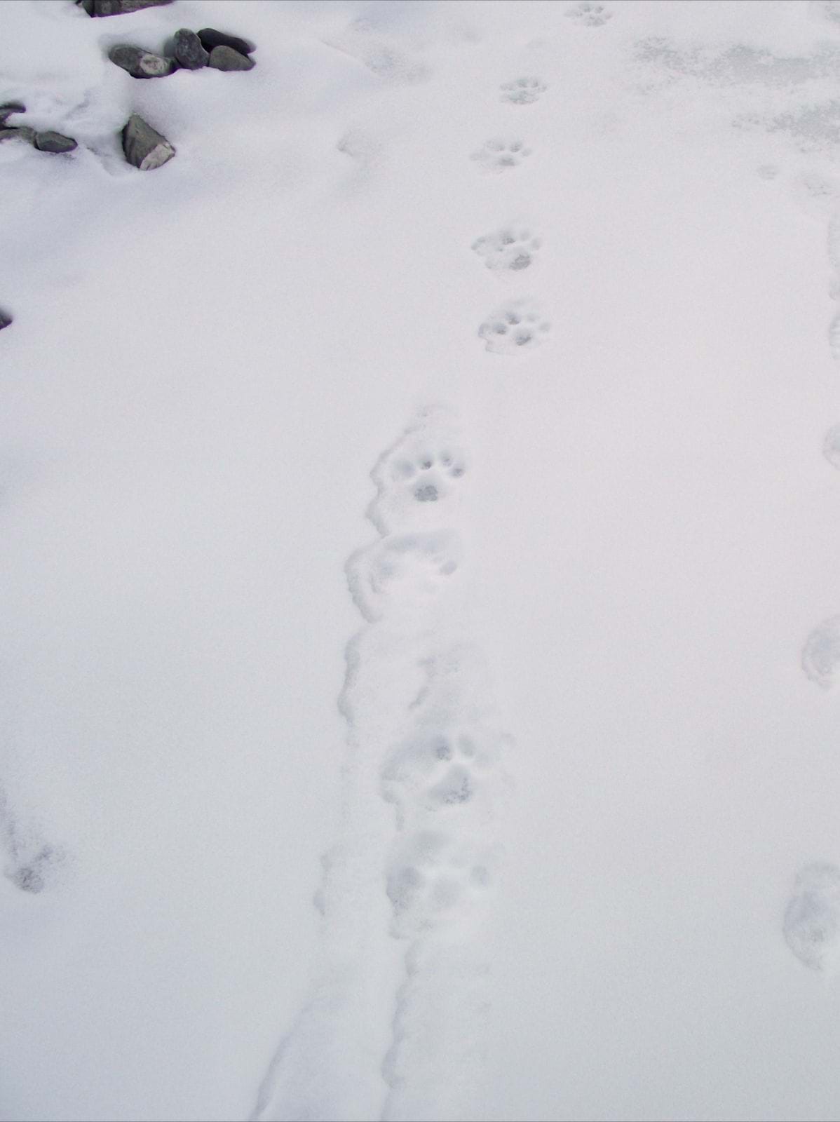 snow leopard animal print tracks